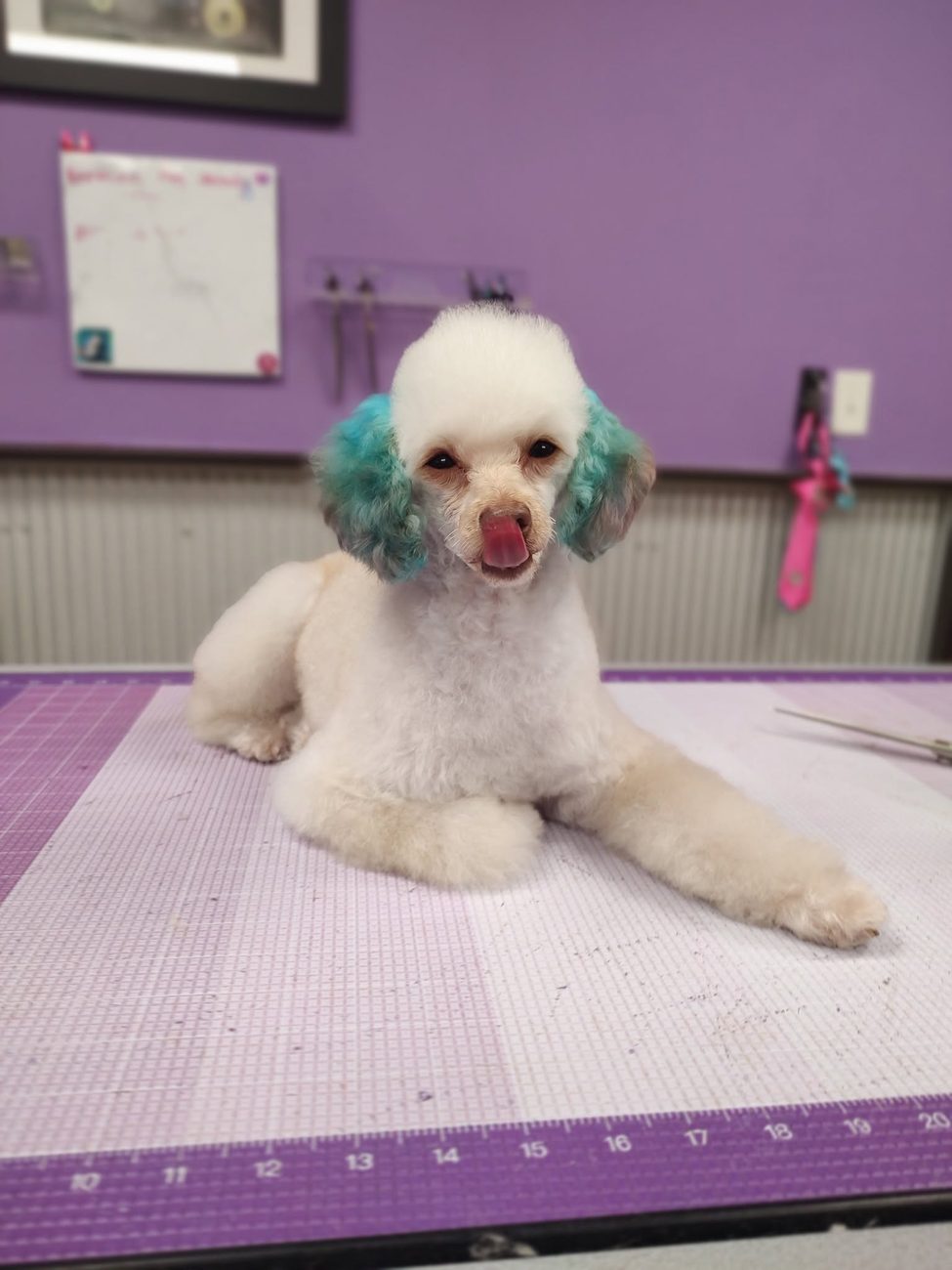 A poodle with creatively dyed teal ears after a groom at Boots and Bows