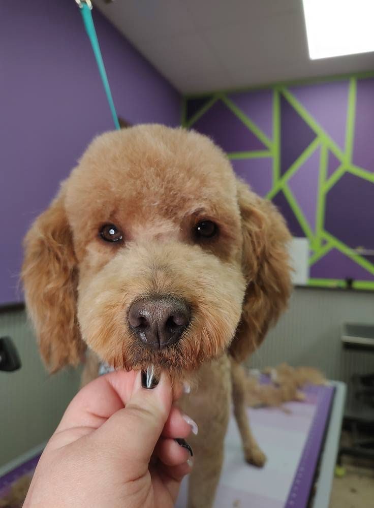 A freshly groomed doodle looking at the camera