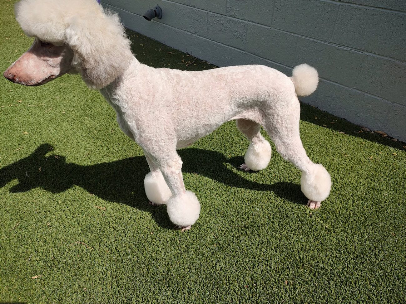 A poodle with a scissor-finished show trim standing on grass