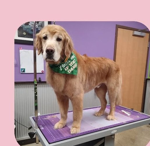 A golden retriever freshly groomed on the table