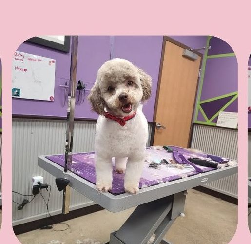 A small white poodle mix after a full groom