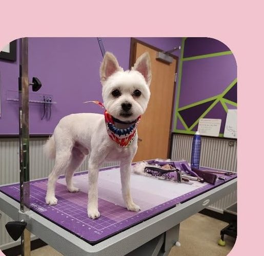 A small dog in a bandana after grooming