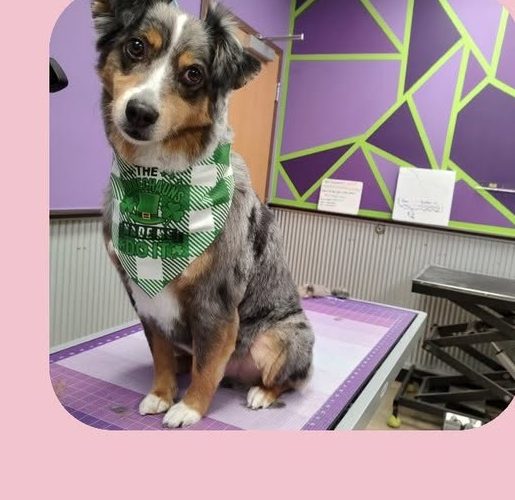 An Australian shepherd sitting on the grooming table