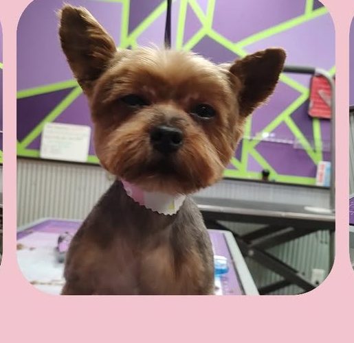 A Yorkshire terrier after a face trim