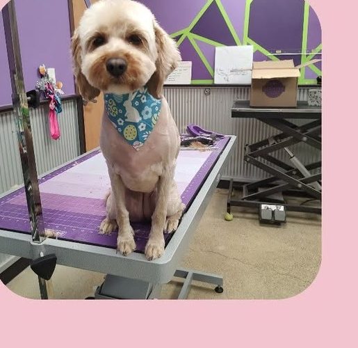 A doodle with a bandana after a groom